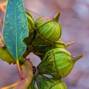 Eucalyptus Gum Nuts