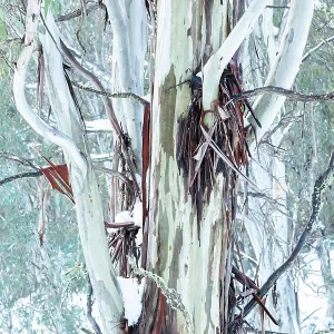 Eucalyptus Gum trees on a misty morning in the snow