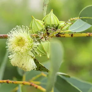 Eucalyptus kingsmillii