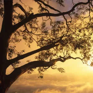 Eucalyptus tree and morning mist illuminated at sunrise