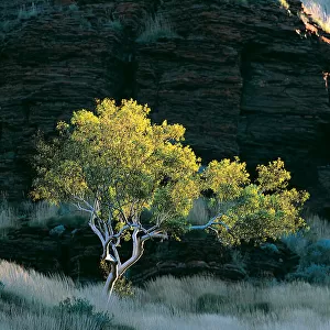 Eucalyptus Tree, Wittenoom Gorge, Western Australia
