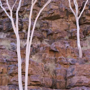 Eucalyptus, Trephina Gorge, East Macdonnell Range, Northern Territory, Australia