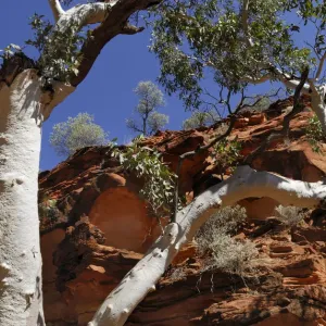 Eucalyptus with white bark against red rock formations in Kings Canyon