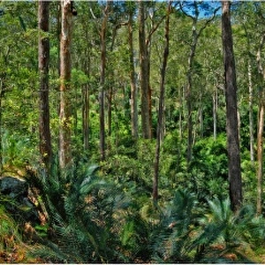 Eurabodella rainforest, New South Wales, Australia