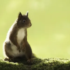 Eurasian red squirrel (Sciurus vulgaris)