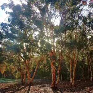 Evening Shadows through the Gumtrees Evening Shadows through the Gumtrees