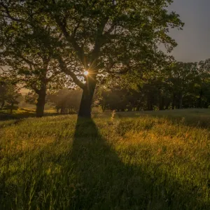 Evening Sunstar Creech Woodland