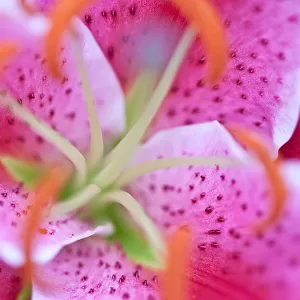 Extreme macro shot of pink stargazer lily