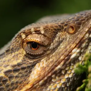 Eye of dragon