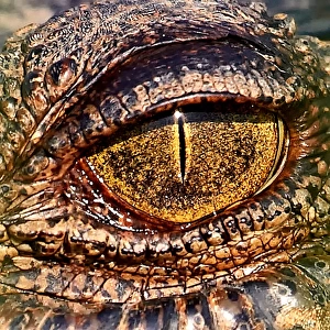 Reptiles Framed Print Collection: Australian Salt Water Crocodiles