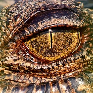 Reptiles Photographic Print Collection: Australian Salt Water Crocodiles