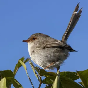 Pájaro Lirón