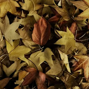 fall leaf colour