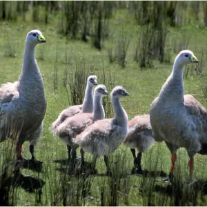 Family of Cape Barren Geese