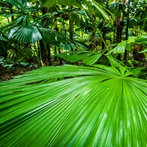 Fan Palm at Daintree rainforest