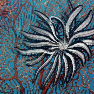 Feather Star (Crinoidea) feeding on a gorgonia, Great Barrier Reef, Queensland