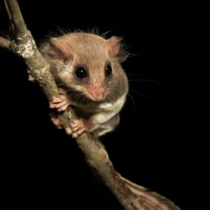 Feathertail glider