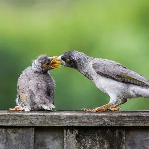 Feeding Time