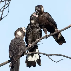 Feeding time