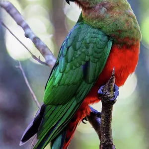 Female Australian King-Parrot (Alisterus scapularis) in Lamington National
