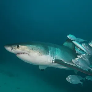 Female great white shark swimming with a school of trevally jacks surrounding it's tail, North Neptune Islands, South Australia Female great white shark swimming with a school of trevally jacks surrounding it's tail, North Neptune Islands, South Australia