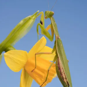 Female New Zealand Mantis on daffodil flower