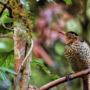 Female Regent Bowerbird (Sericulus chrysocephalus) in Lamington National Park