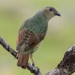 Female Satin Bowerbird Print Female Satin Bowerbird Print