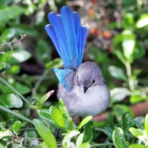 Female Splendid Fairywren - Malurus splendens Female Splendid Fairywren - Malurus splendens