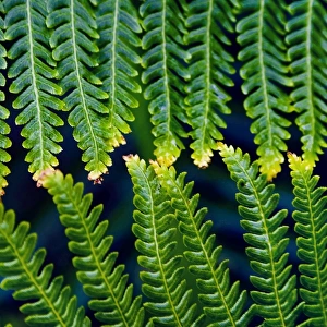 Fern Leaves Touching One Another