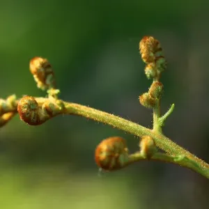 Fern Opening