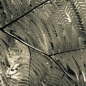 Fern Patterns Black and White Fern Patterns Black and White