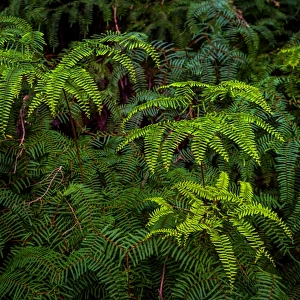 Ferns at Hidden Bay at South West Cape trail, Southwest Tasmania