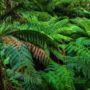 Ferns in Melba Gully, Great Otway National Park, Victoria Ferns in Melba Gully, Great Otway National Park, Victoria