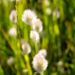 Field of Grasses