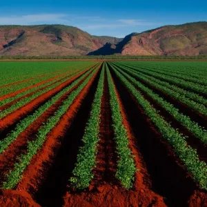 Field in Kununurra Field in Kununurra