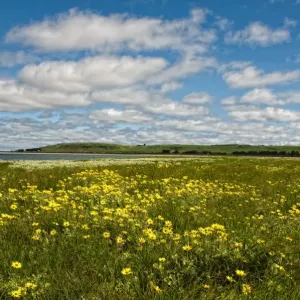 Fields of flowers and cloudy blue sky Fields of flowers and cloudy blue sky
