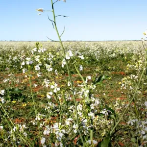 fields, flowers, crops, petals, Australia, wall art, photograph