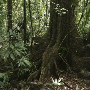Fig tree (Ficus), Daintree National Park, Queensland, Australia Fig tree (Ficus), Daintree National Park, Queensland, Australia