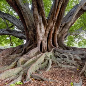Fig Tree Roots Print, New South Wales