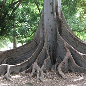 Fig tree roots