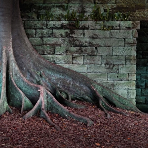 Fig tree roots against stone wall