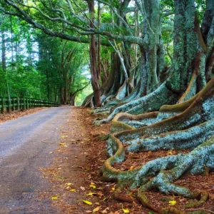 Figtrees Norfolk Island