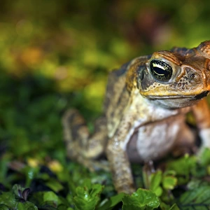 Fijian ground frog