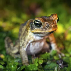 Fijian Ground Frog Print