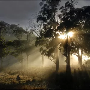 First light of Dawn, Sheffield, central Tasmania