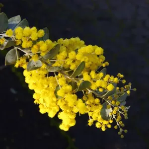 First Signs of Spring
