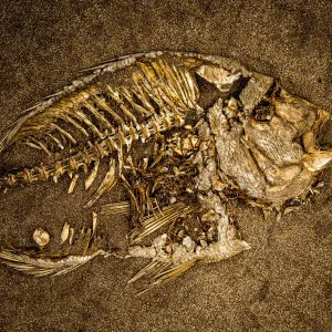 Fish Skeleton Fish Skeleton