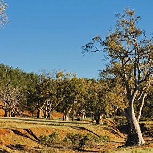 Flinders ranges south australia