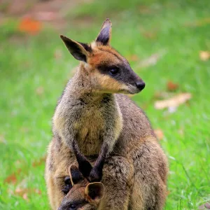 Flinkwallaby, (Macropus agilis)